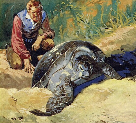 English_School_-Darwin_wondered_why_the_giant_tortoises_of_the_Galapagos_Islands_differed_on_eac-_(MeisterDrucke-522249)