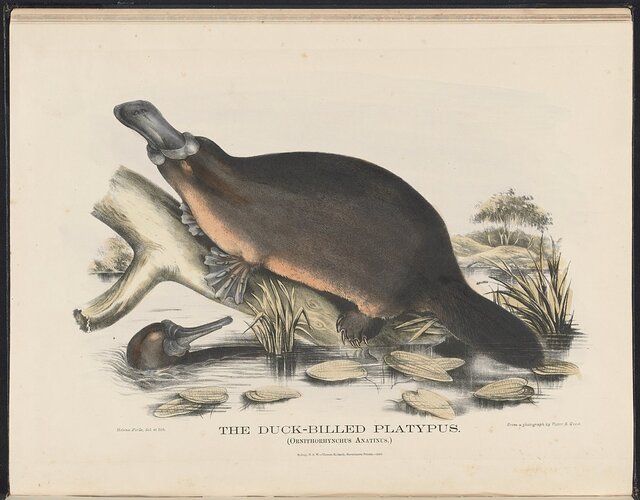 Helena_Scott_-Mammals_of_Australia(Krefft)Nlaobj-33627803-16_The_Duck-billed_Platypus-_(MeisterDrucke-685426)