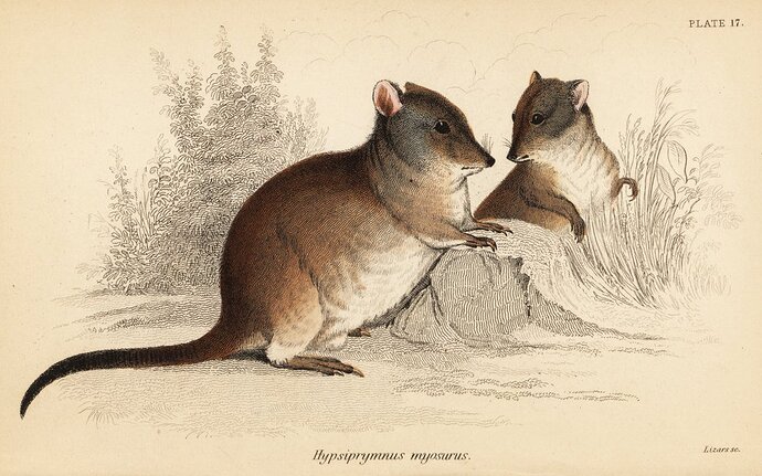 Georges_Robert_Waterhouse_-Long-nosed_potoroo_Potorous_tridactylus_tridactylus1841(engraving)-(MeisterDrucke-1405901)