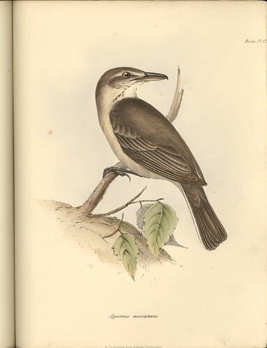 1841_Birds_F9.3_124