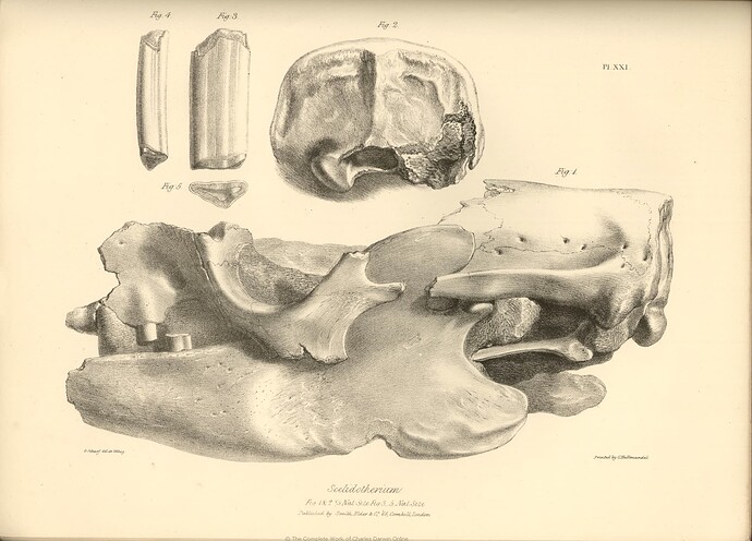 1839_Zoology_F8.8_034